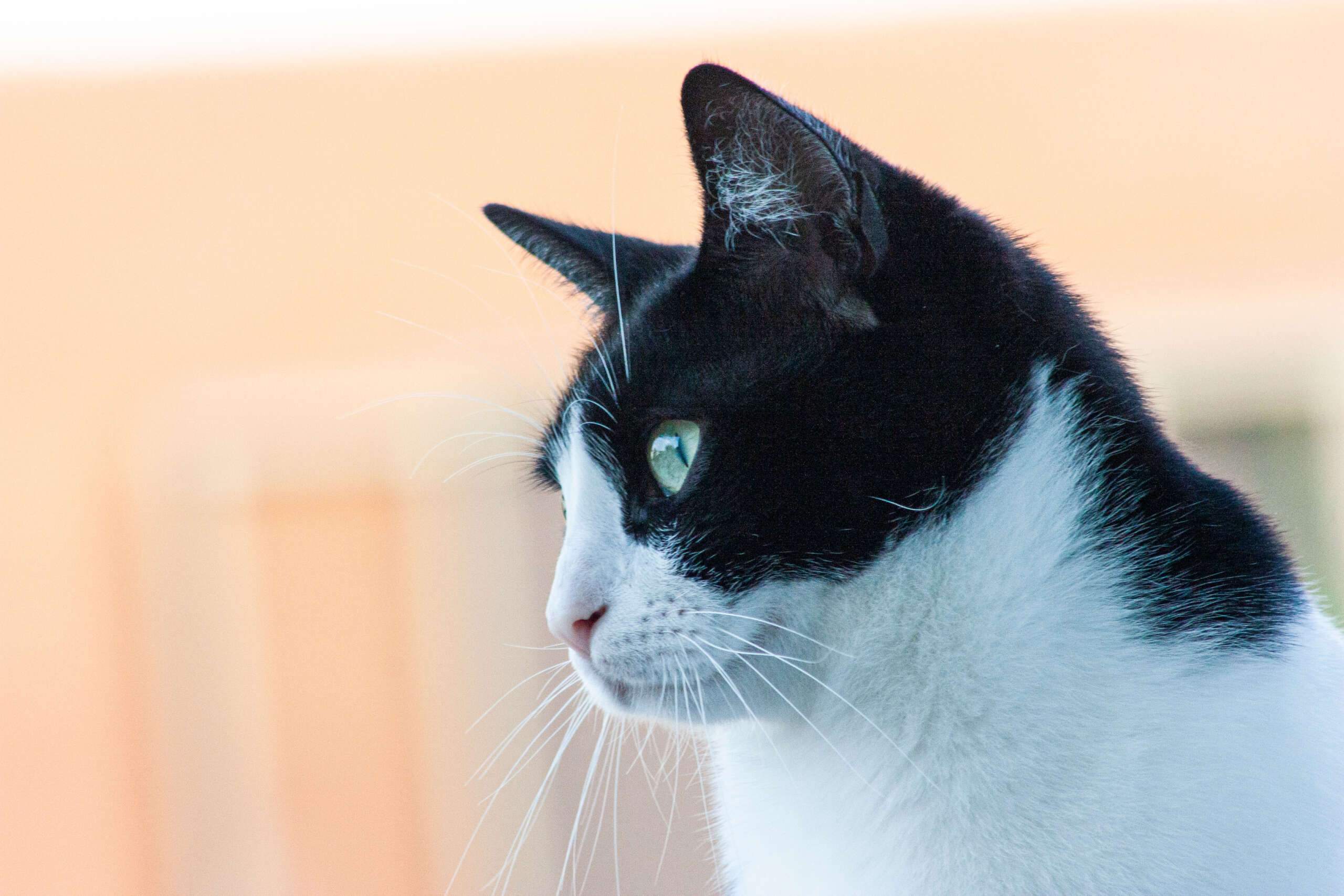 Cats life Cats