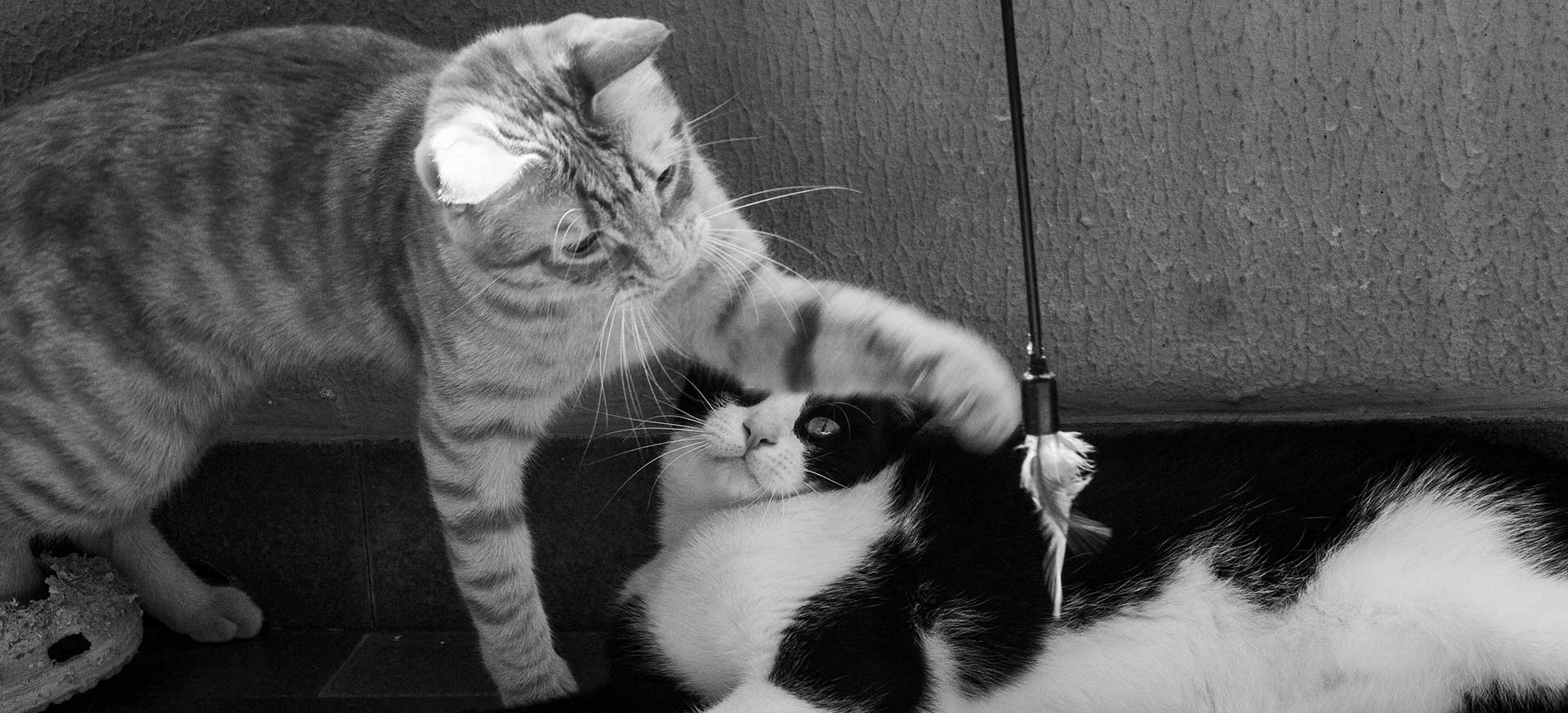 Cats