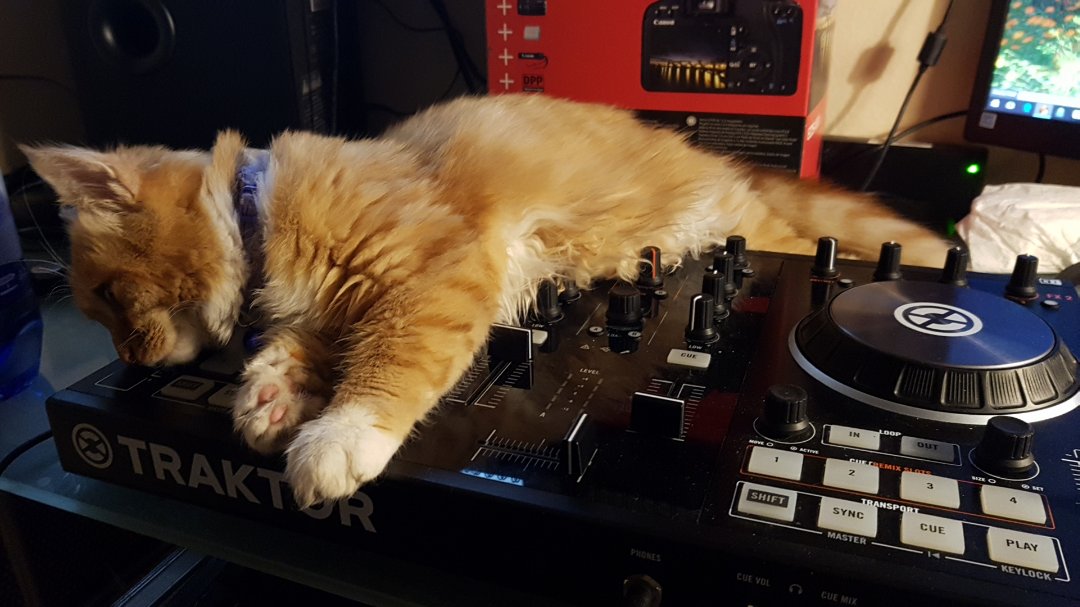 Camilla e la trance music Vita da gatti