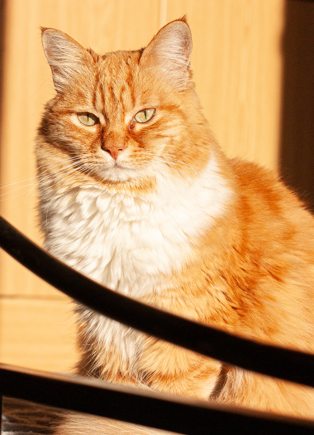 Camilla - Vita da Gatti Vita da gatti