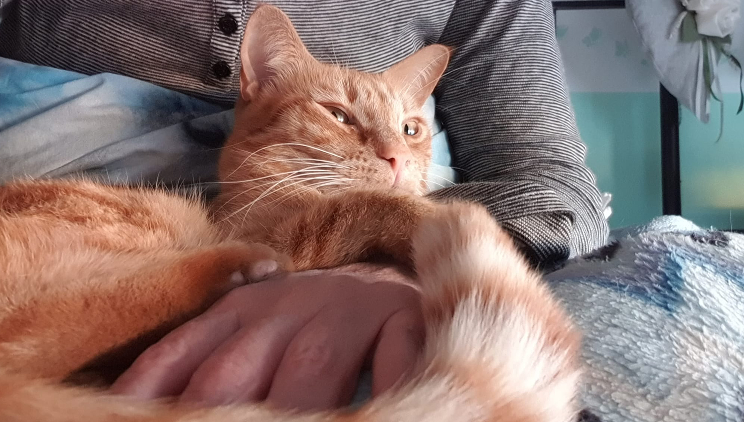 Teo - Vita da Gatti Vita da gatti
